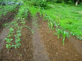 五反畑キャンプ場 photo 5