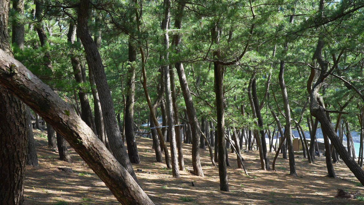 野田浜キャンプ場 photo 4