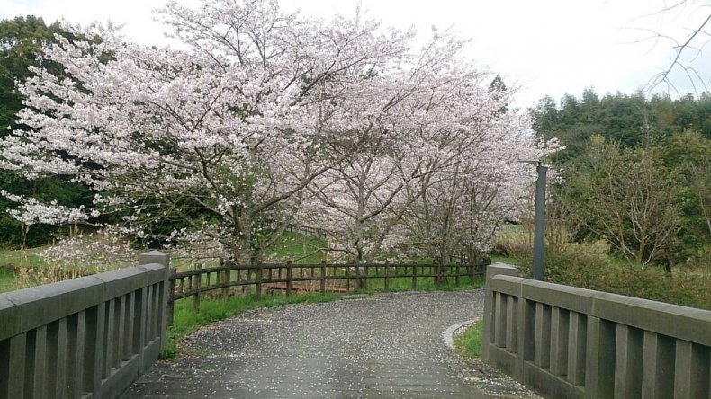高野山公園 photo 2