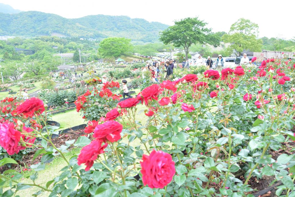 錦江湾公園キャンプ場 photo 3