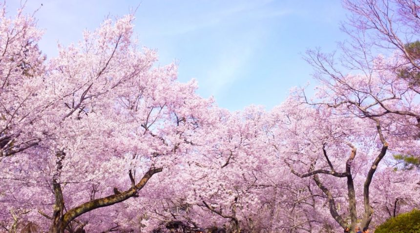 【2022年・春】桜・お花見も満喫！福岡のおすすめキャンプ場