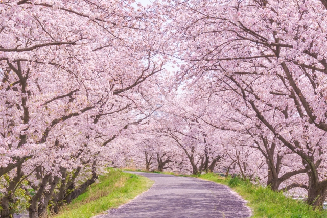 【保存版】大分県でお花見ができる桜のあるキャンプ場5選